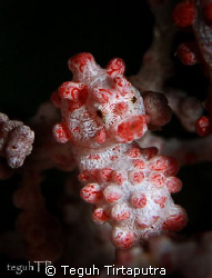 Taken at Bunaken, Manado by Teguh Tirtaputra 